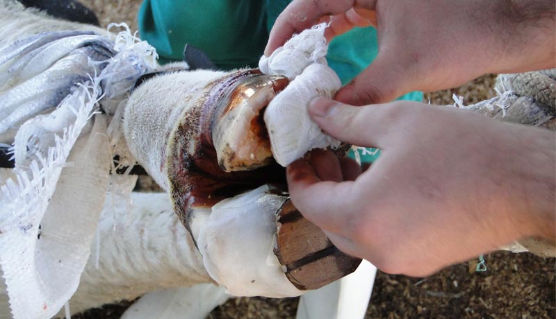 Úlcera de sola em bovinos sinais e tratamento